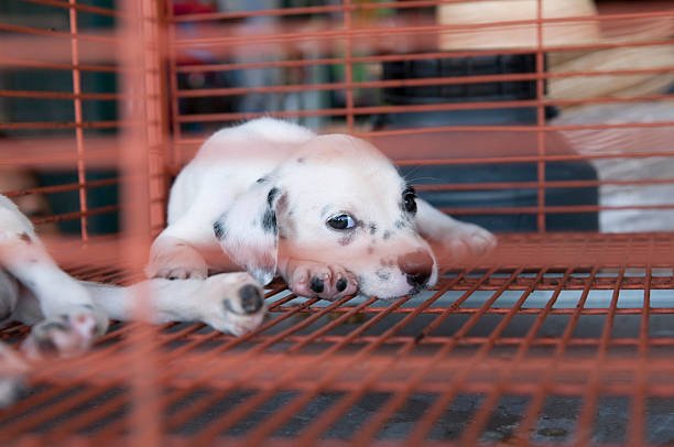 dog behind bar waiting to be adopted or sold for a nice family