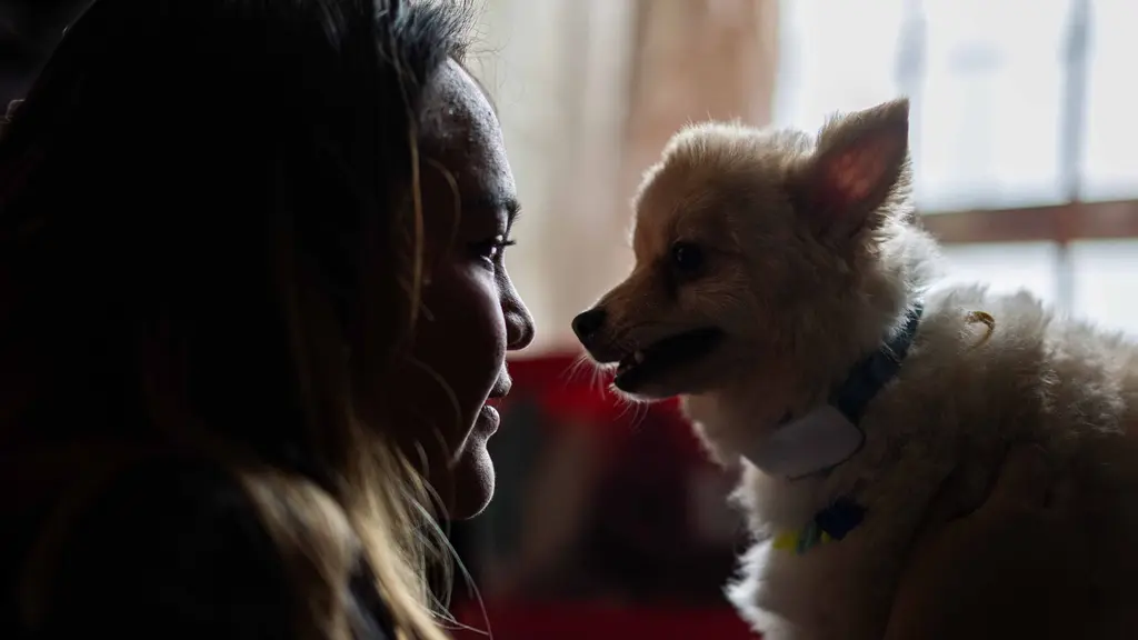 portada buscando a lily pomeranian