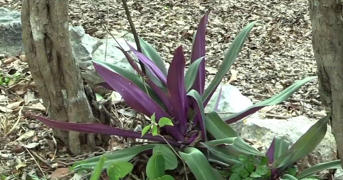 Yucatán fortalece la preservación de la medicina maya con acciones para proteger plantas curativas