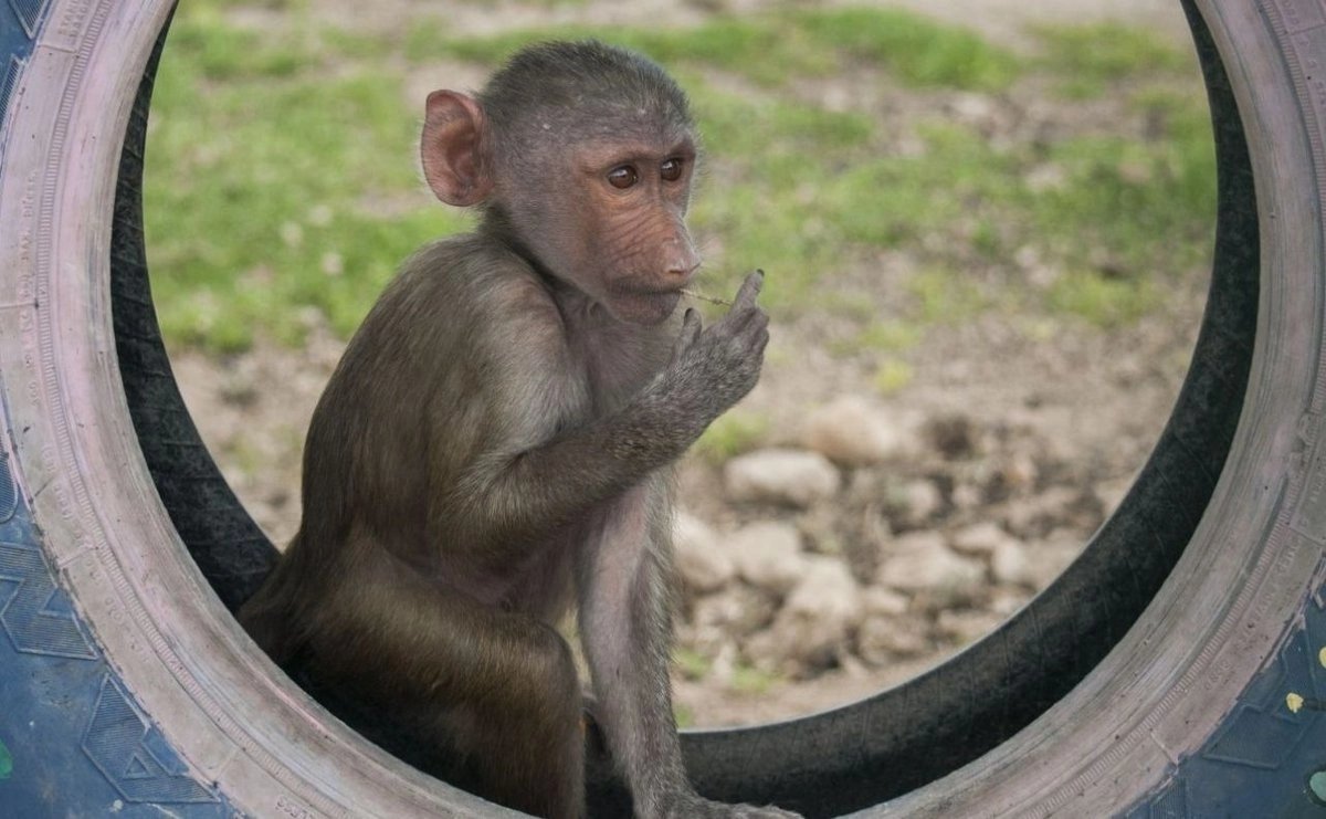 profepa lanza campana contra trafico de primates